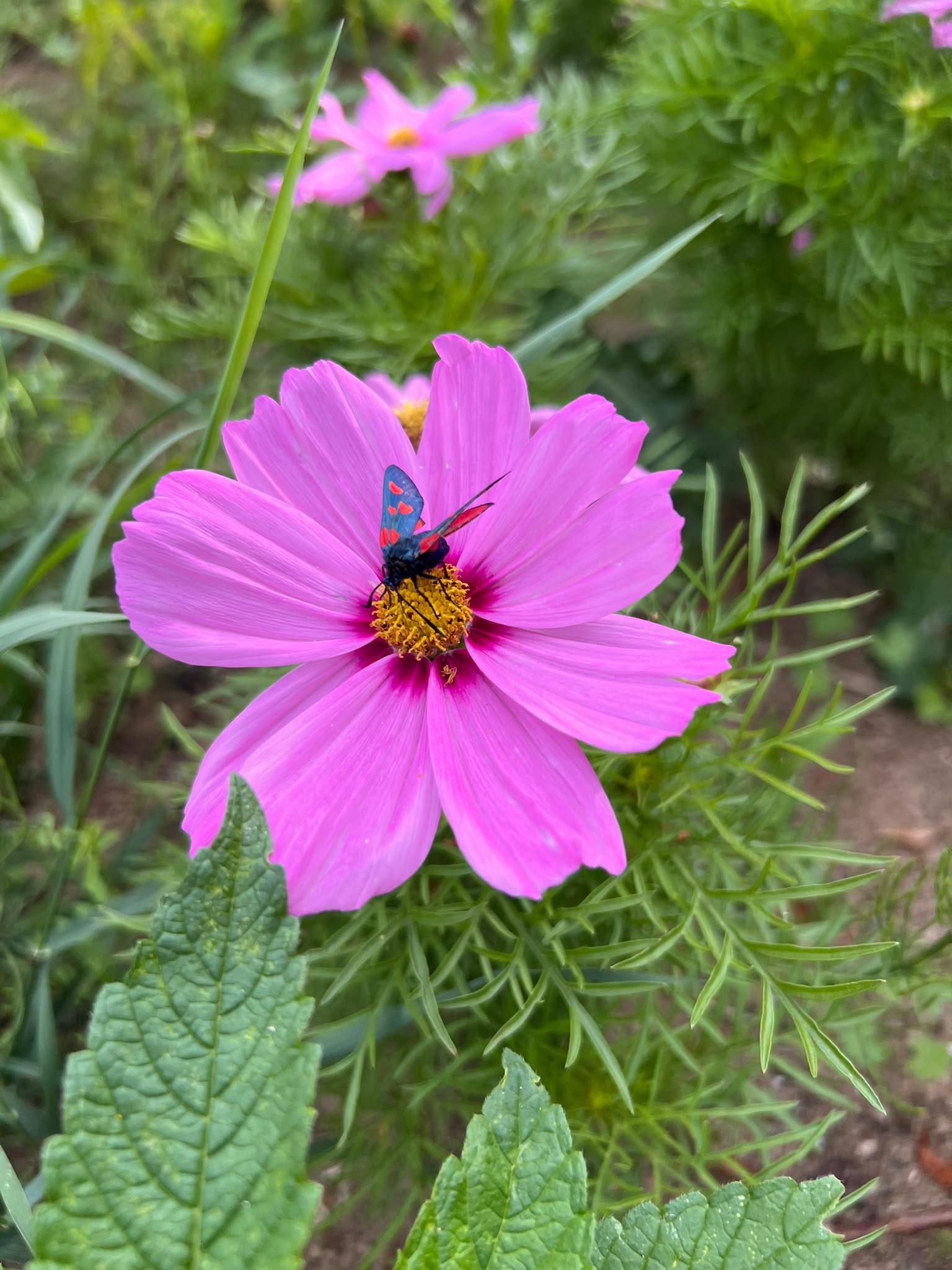 Close up of a vibrant colorful bouquet of seasonal flowers like sunflowers, dahlias, and cornflowers, rustic style, natural light
